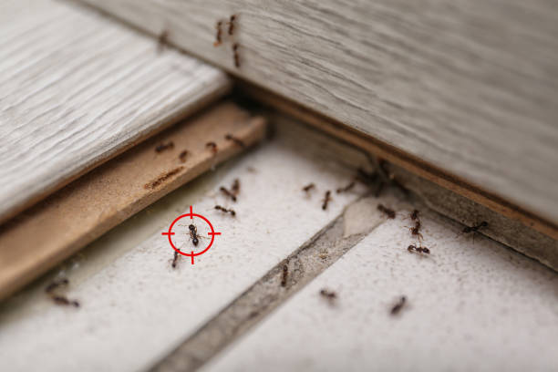 Best Termite Control Services  in Fmington, AR