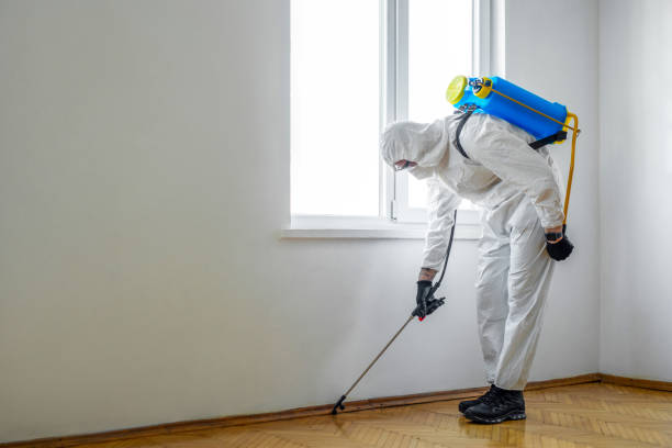 Best Wasp Removal Services  in Fmington, AR