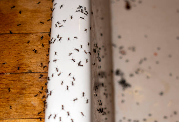 Best Pest Prevention Services  in Fmington, AR