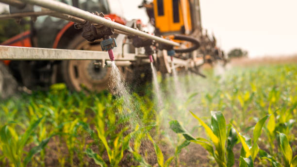 Best Ant Control Services  in Fmington, AR